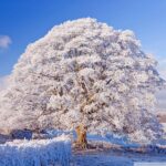 winter_season_8-wallpaper-800x600-1.jpg